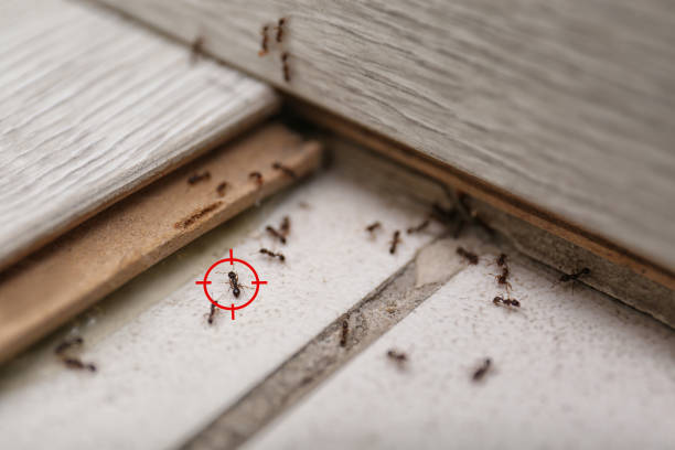 Best Flea Control Services  in Three Points, AZ
