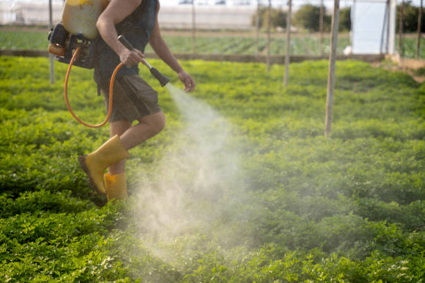 Best Best Pest Control Companies  in Three Points, AZ