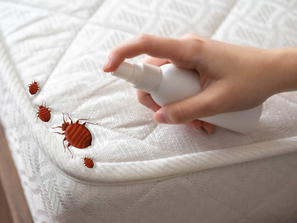 Best Pest Removal Services  in Three Points, AZ