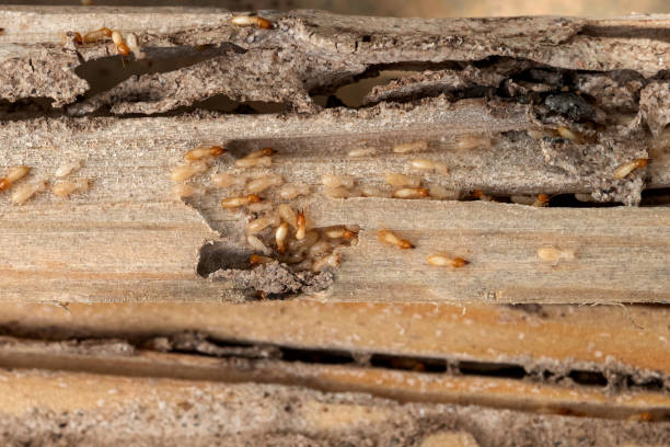 Best Affordable Pest Control Services  in Three Points, AZ